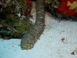 IMG 3225 Tiger Tail Sea Cucumber